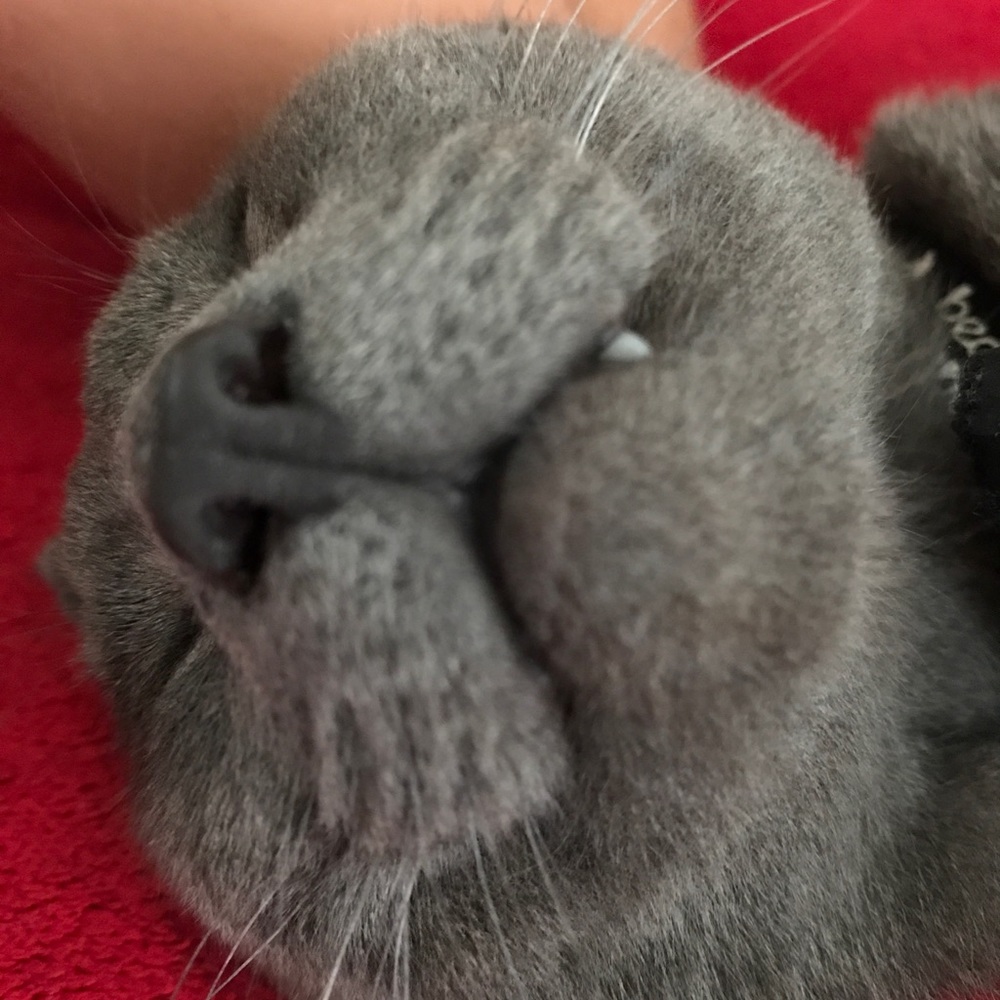 Meet your Posher, Maya